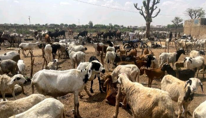 Ram prices skyrocket in Kano ahead of sallah, causing worries, lower patronage
